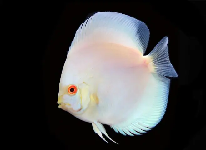 Cá Đĩa Lam Albino