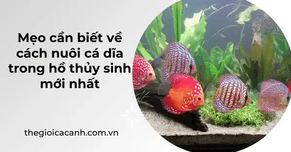 Cá Đĩa Nên Nuôi Mấy Con