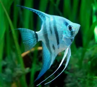 Cá Dĩa Nước Ngọt