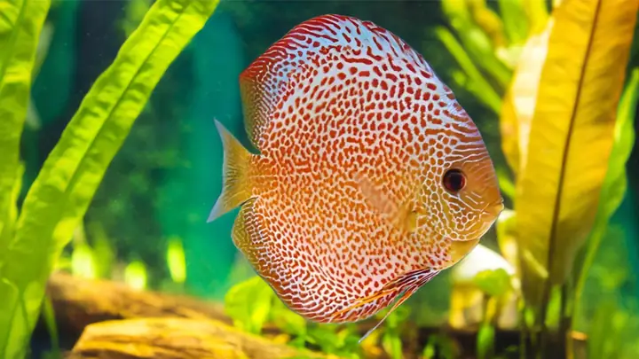 Cá Dĩa Ornamental Fish