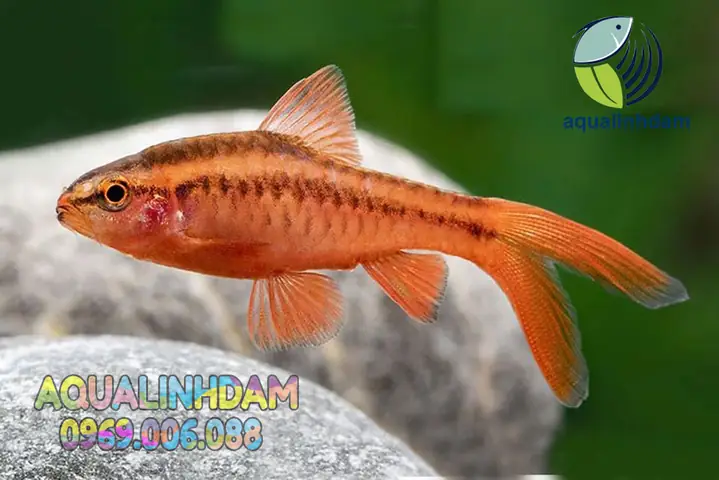 Cá Diếc Anh Đào