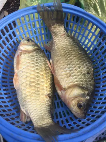 Cá Diếc To Nhất