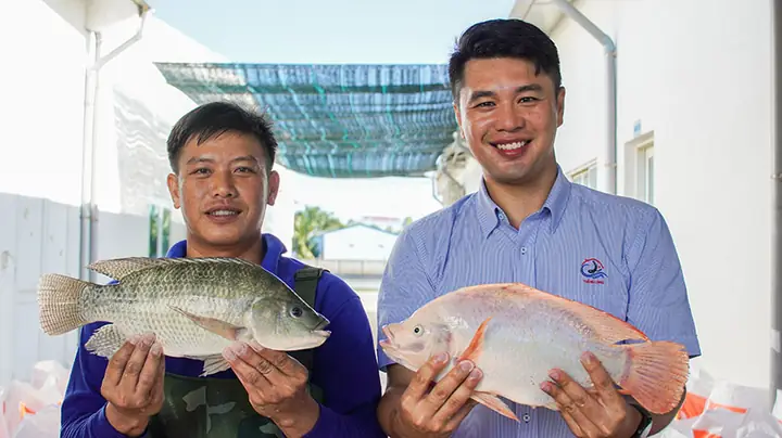 Cá Diêu Hồng Và Cá Rô Phi