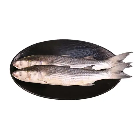 Cá Đối Đầu Dẹt