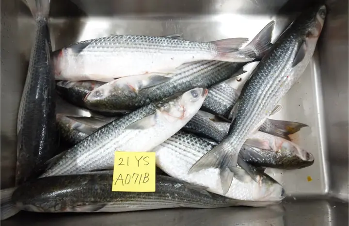Cá Đối Nhật Bản