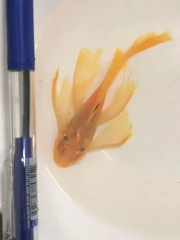 Cá Dọn Bể Pleco