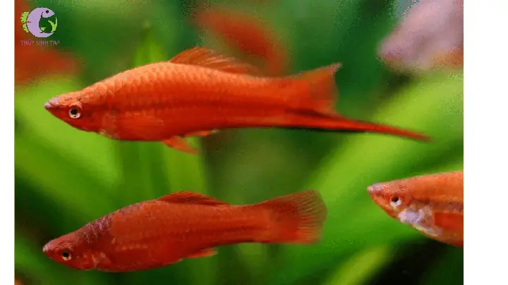 Cá Đuôi Kiếm Mắt Đỏ
