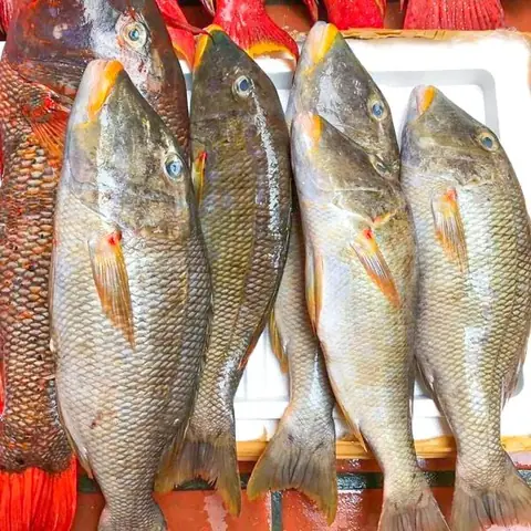 Cá Gáy Sống Ở Đâu