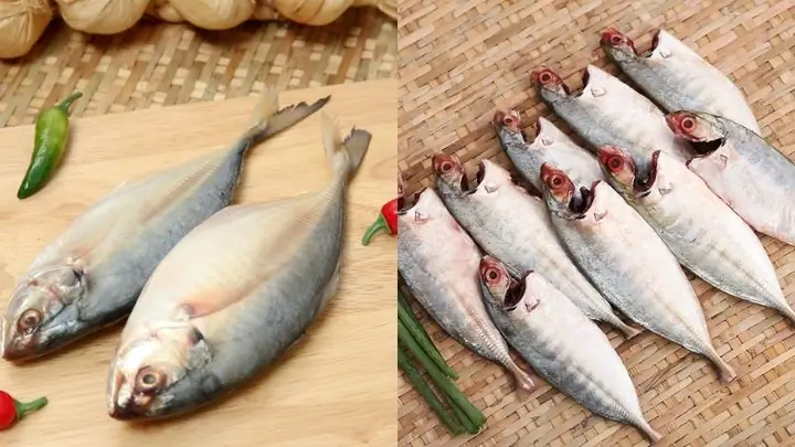Cá Giống Cá Bạc Má
