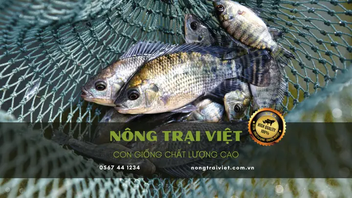 Cá Giống Ở Bắc Ninh