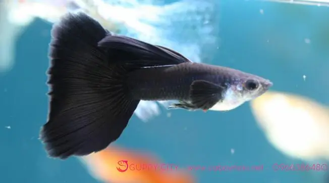 Cá Guppy Full Black