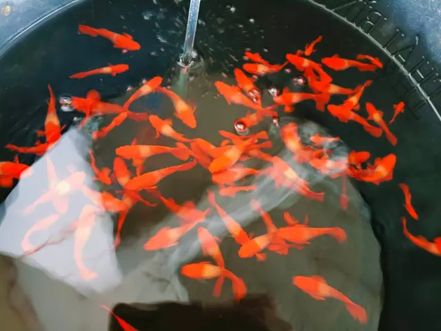 Cá Guppy Koi Đỏ