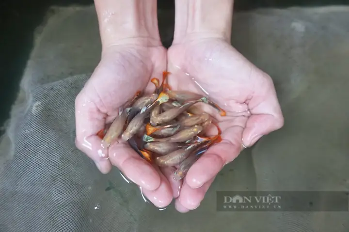 Cá Hà Lan Đá Đà Nẵng