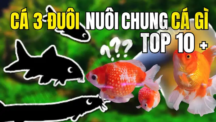 Cá Hải Hồ Nuôi Chung Với Cá Gì