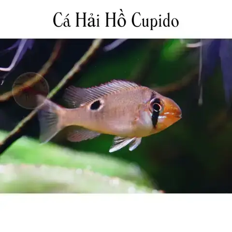 Cá Hải Hồ Vây Dài