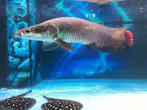 Cá Hải Tượng Làm Gì