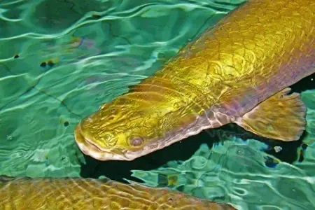 Cá Hải Tượng Màu Vàng Đồng