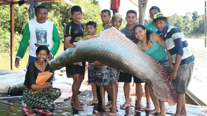 Cá Hải Tượng Ở Bình Dương