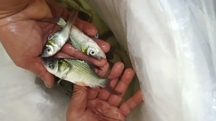 Cá Hô Giống Miền Bắc
