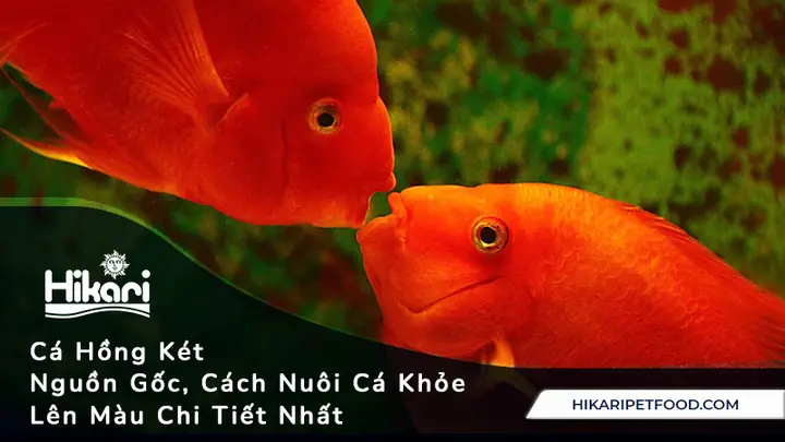 Cá Hồng Két Bị Nhát