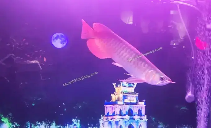 Cá Hồng Két Bơi Chúi Đầu