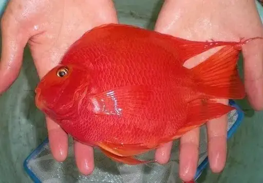 Cá Hồng Két Size Lớn
