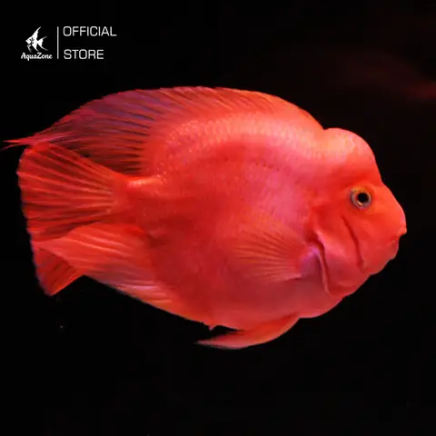 Cá Hồng Két Thường