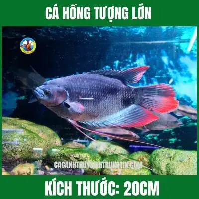 Cá Hồng Tượng Khủng