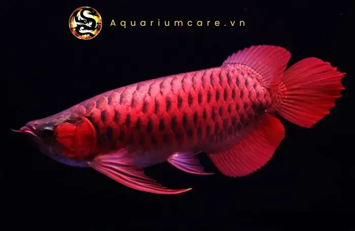 Cá Huyết Rồng Giống