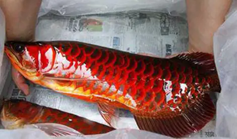 Cá Huyết Rồng Khủng