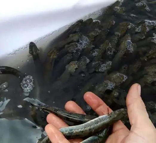 Cá Kèo Sống Nước Gì