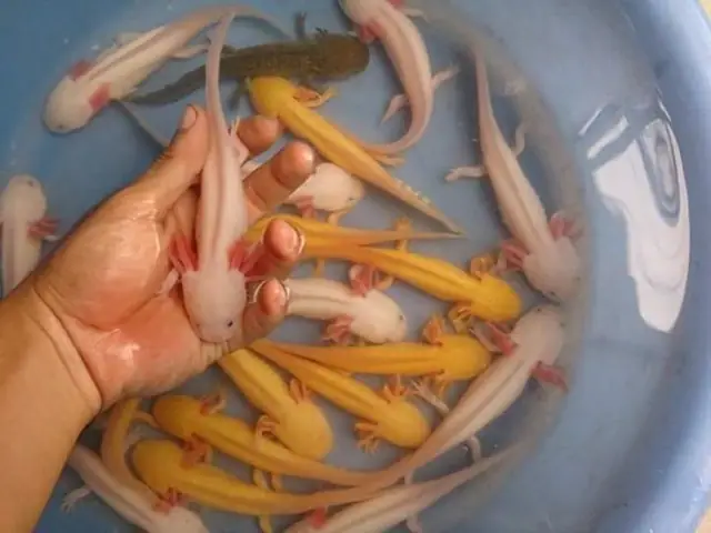 Cá Khủng Long Giá
