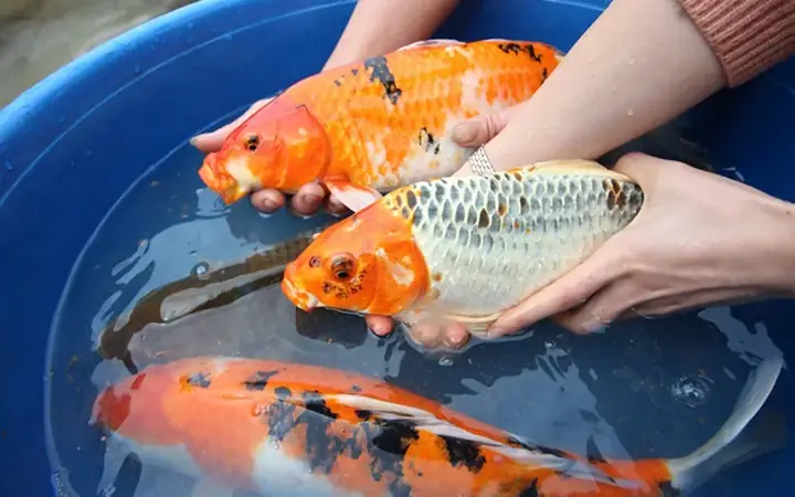 Cá Khủng Sông Hồng