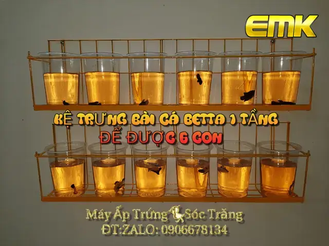 Cá Kiểng Sóc Trăng