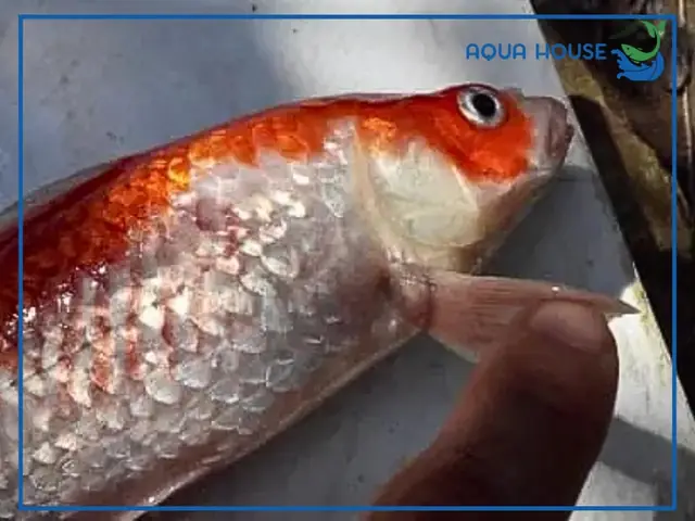 Cá Koi Bị Đỏ Vây