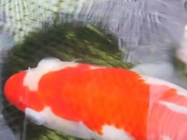 Cá Koi Bị Lồi Mắt
