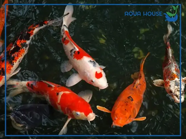 Cá Koi Bị Sốc Nước