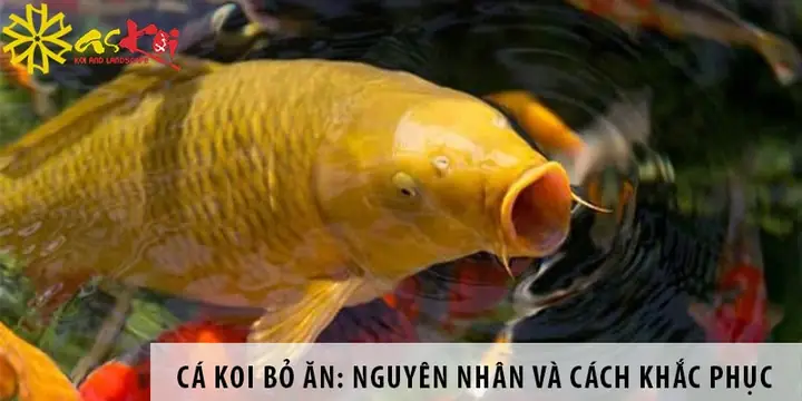 Cá Koi Bỏ Ăn