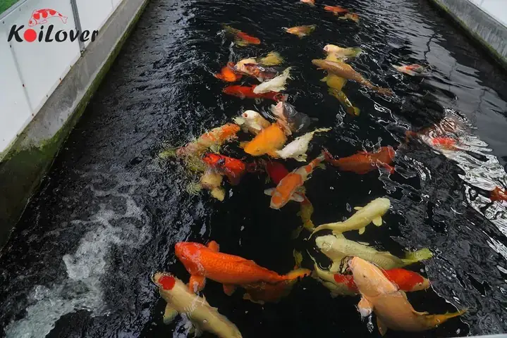 Cá Koi Chết Dần