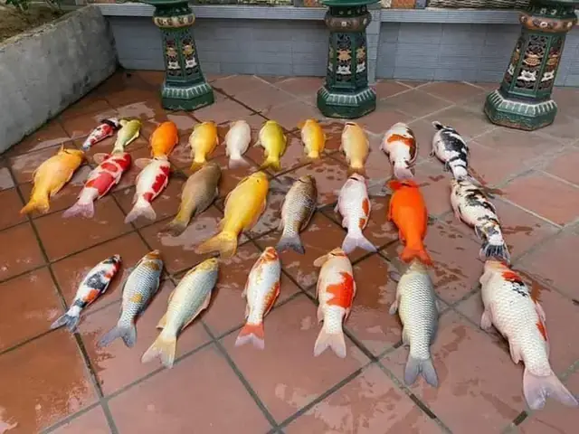 Cá Koi Đắt Nhất Thế Giới Chết