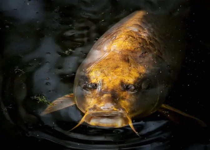 Cá Koi Màu Đồng