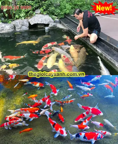 Cá Koi Mini Giá Rẻ Tphcm