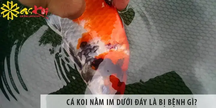 Cá Koi Nằm Nghiêng