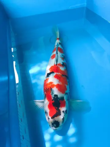 Cá Koi Nhập Khẩu