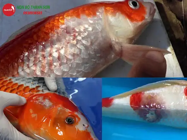 Cá Koi Nổi Gân Máu