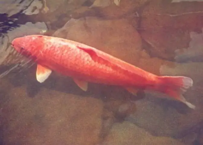 Cá Koi Sống Lâu Nhất Thế Giới