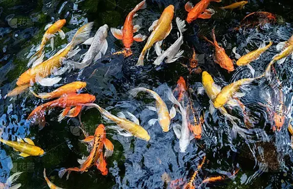 Cá Koi Thiếu Oxy