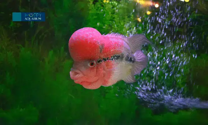 Cá La Hán Bị Bệnh Đường Ruột