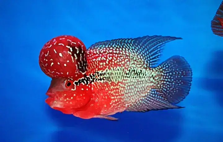 Cá La Hán Nhát Người