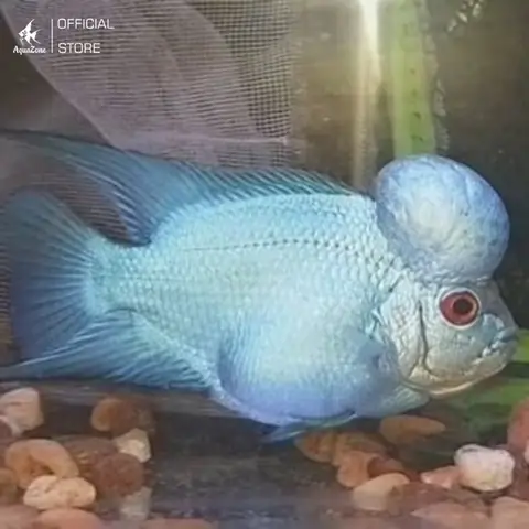 Cá La Hán Nuôi Cộng Đồng